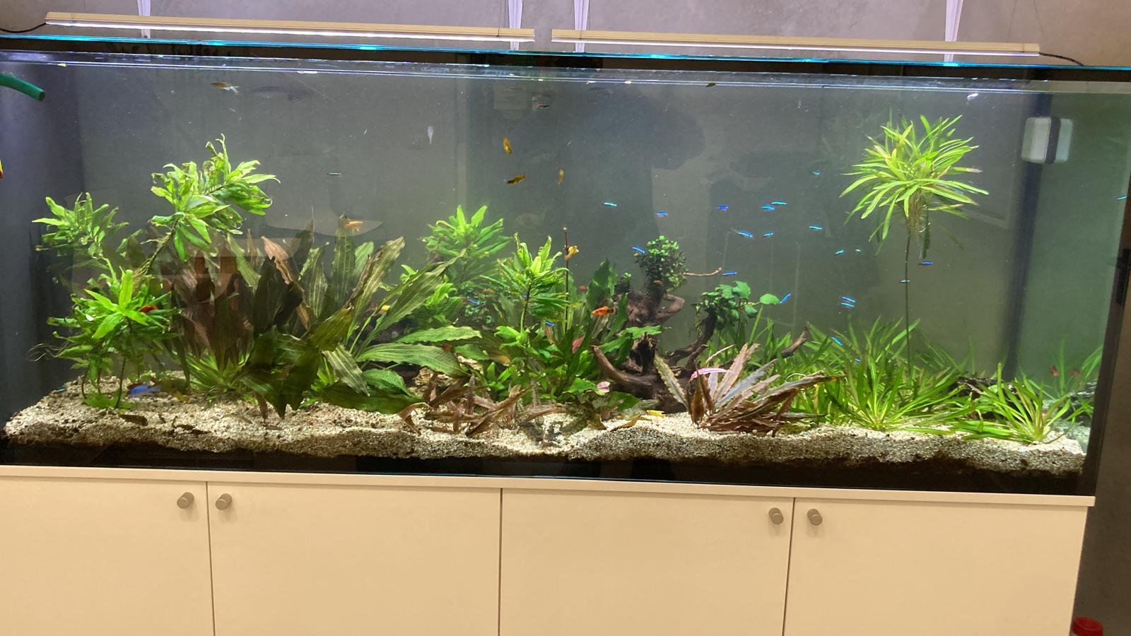Acquario su misura realizzato da Ocean Acquario