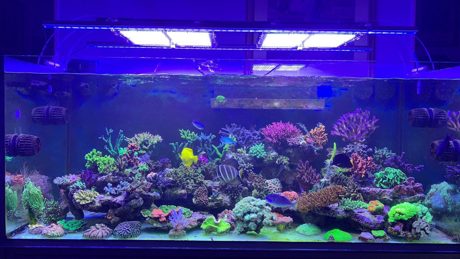 Acquario su misura realizzato da Ocean Acquario