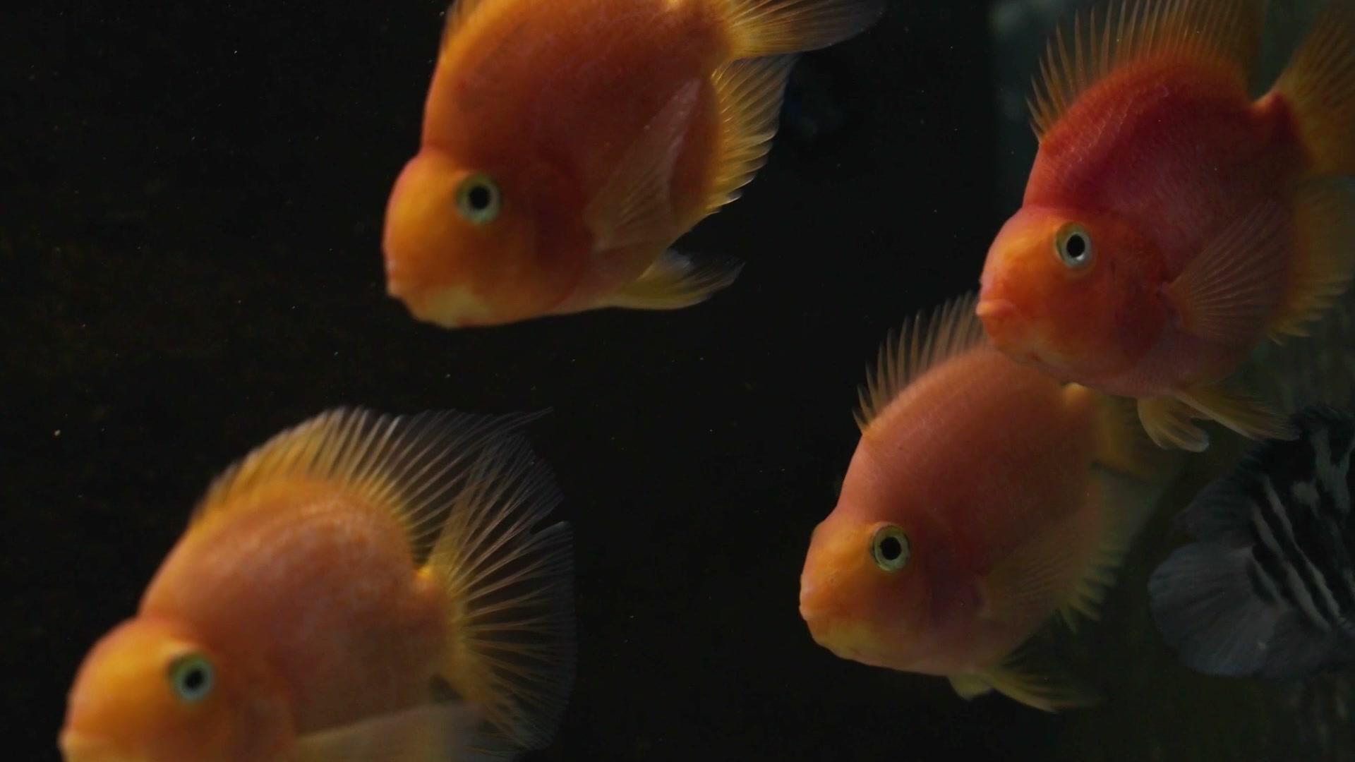 Pesci tropicali nello showroom Ocean Acquario a Preganziol